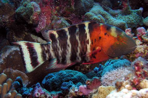 Red Breast Maori Wrasse Size: Tiny 1" or Below – Violet Aquarium