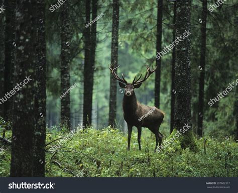 128 Hangul Animal Images, Stock Photos & Vectors | Shutterstock