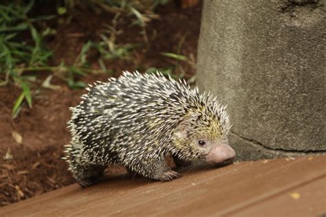 Prehensile Tailed Porcupine | Chattanooga Zoo