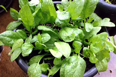 How to grow spinach in pots | how to plant spinach - Naturebring