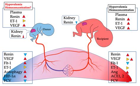 Cells | Free Full-Text | Molecular Mechanisms Underlying Twin-to-Twin Transfusion Syndrome