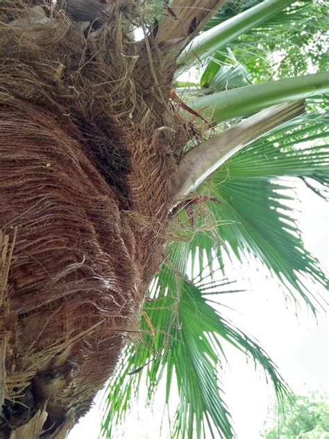 Palmetto ;Sabal palmetto stock image. Image of cabbagepalm - 124388855