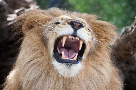 10 Fascinating But Lesser Known Facts About African Lions