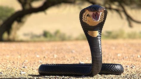 The Most Venomous Snake in the World and 19 Deadly Others | HowStuffWorks