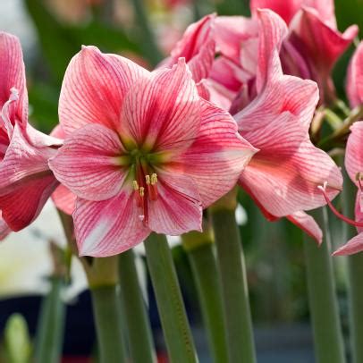 Instructions to grow Amaryllis Bulbs easily at home that you need ...