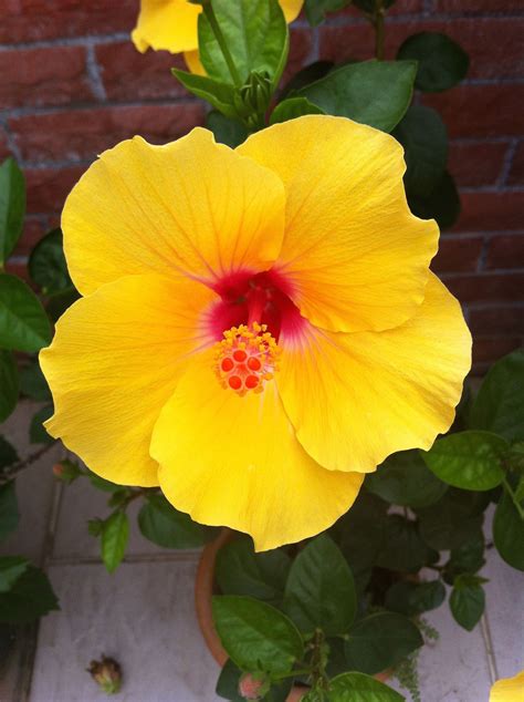 Rose of Sharon bush in yellow | 1000 | Hibiscus plant, Hibiscus flowers ...