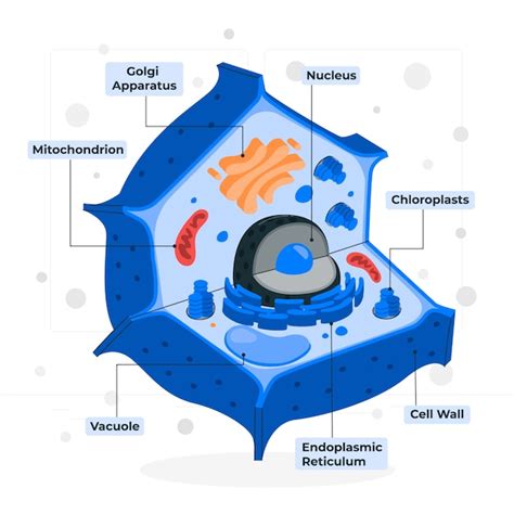 Free Vector | Plant cell concept illustration