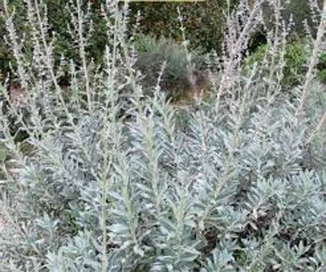 50 White Sage Organic Herbs Perennial Seed SALVIA | Etsy in 2021 | Small evergreen shrubs, White ...