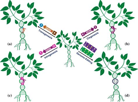 Plant Genetic Engineering Diagram