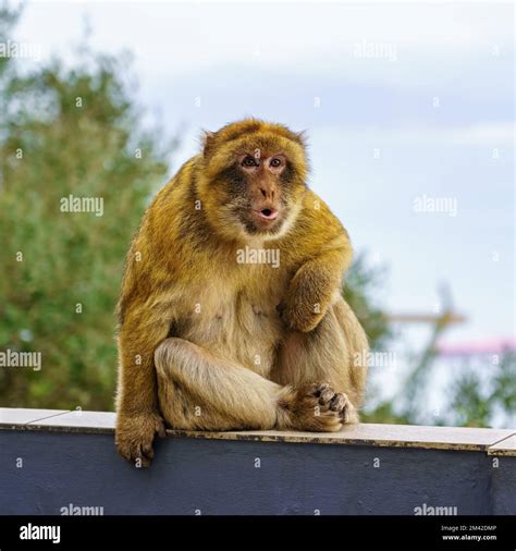 Gibraltar monkeys who live on top of the rock in the peninsula nature reserve Stock Photo - Alamy