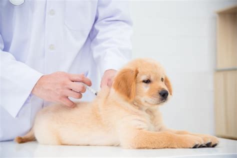 Dog Rabies Vaccine Schedule | Babcock Ranch Vets