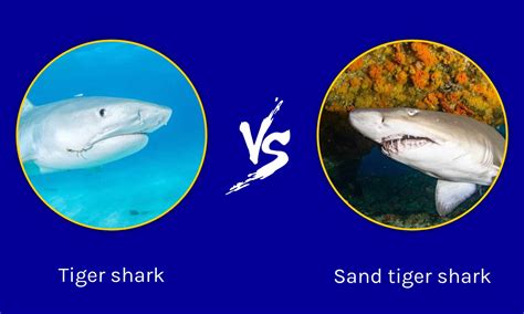 Tiger Shark vs Sand Tiger Shark: What are the Differences? - A-Z Animals