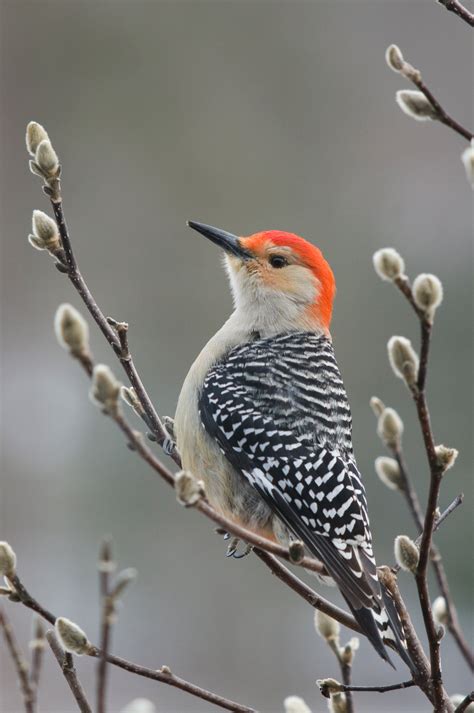 Red-bellied Woodpecker | Audubon Field Guide