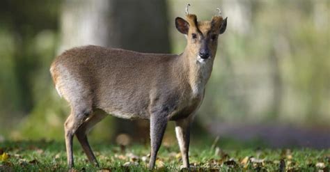 Everything You Want To Know About Muntjac Deer Face Scent Glands