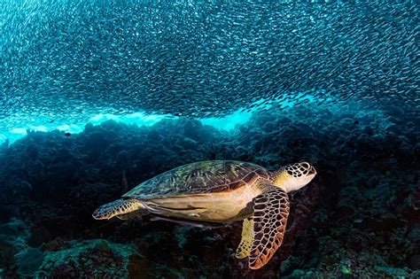 Hawksbill Sea Turtle Facts and Pictures