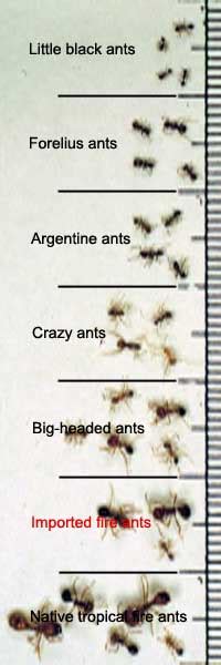 Identifying Fire Ants – Ant Pests