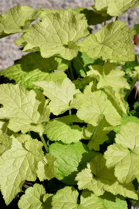 Cool Gold Piggyback Plant (Tolmiea menziesii 'Cool Gold') in Denver ...