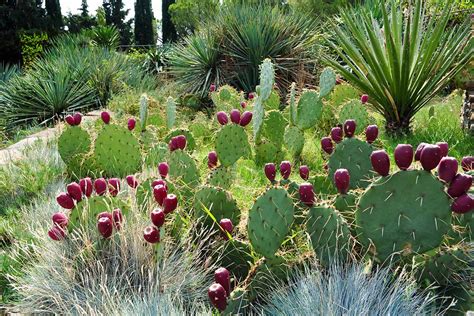 Xerophytes With Name