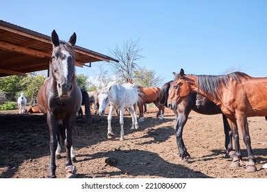 96,179 Horse Breeding Farms Images, Stock Photos & Vectors | Shutterstock