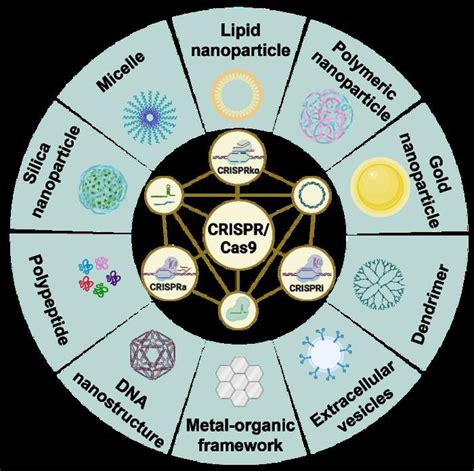 Schematic of the CRISPR/Cas9 s [IMAGE] | EurekAlert! Science News Releases