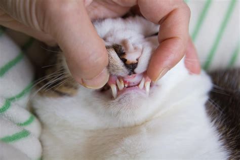 Gingivitis in Cats: Symptoms, Causes, & Treatment