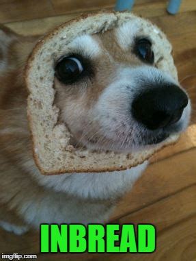 in bread - Imgflip