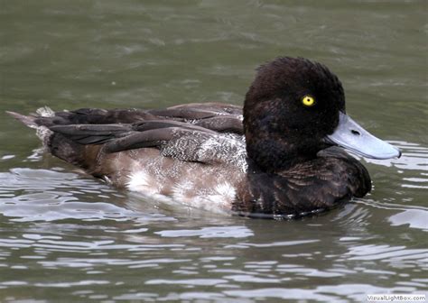 Identify Lesser Scaup - Wildfowl Photography.