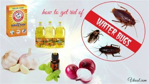 14 Solutions How To Get Rid Of Water Bugs Naturally & Fast