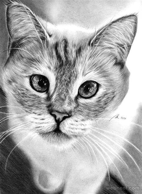 Cat Drawing 13