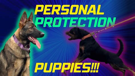 Personal Protection Puppies - Training Vlog EP-1 - YouTube