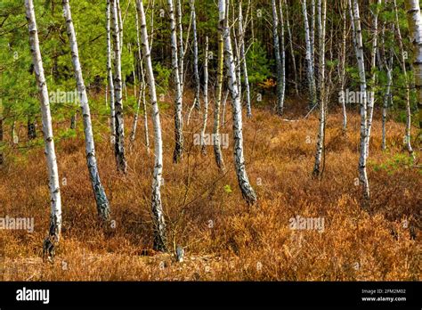 Early spring landscape of young silver birch forest thicket - latin Betula pendula - in Mazovia ...