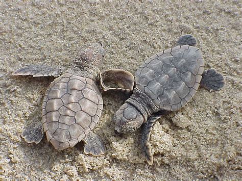 Loggerhead Sea Turtle hatchligns on the beach image - Free stock photo - Public Domain photo ...