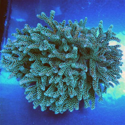 Birdsnest Coral