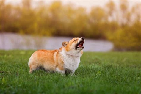 From Nipping to Nice: How to Handle Aggressive Corgi Behaviors - Corgi Planet