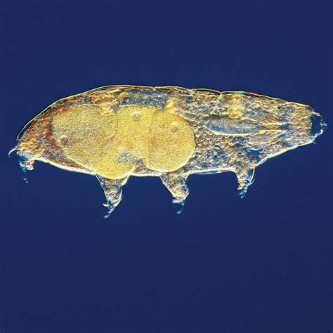 Water Bear (Tardigrade), Living | Carolina.com | Tardigrade, Water bear, Class pet