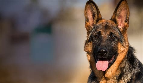 German Shepherd Dog Breed : Traits, Life Span, Health & more!