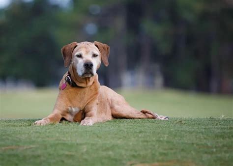 Rhodesian Ridgeback Growth Chart. Rhodesian Ridgeback Weight Calculator.