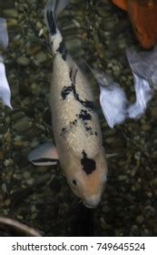 White Koi Fish Pond Top View Stock Photo 749645524 | Shutterstock