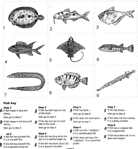 Dichotomous Key Gizmo Worksheet Answers: Everything You Need To Know In 2023 › Athens Mutual ...