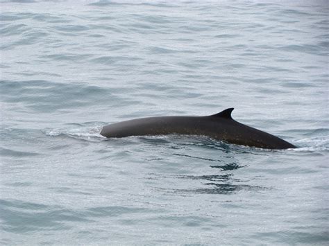 Fin Whale | Facts, pictures & more about Fin Whale