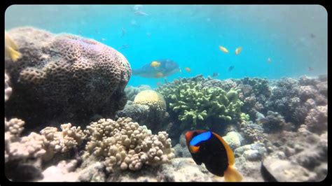 Snorkelling at Chalkies Beach - YouTube