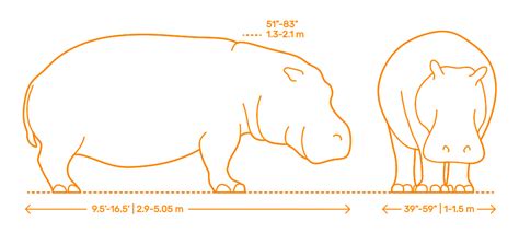 Hippopotamus (Hippopotamus amphibius) Dimensions & Drawings | Dimensions.com