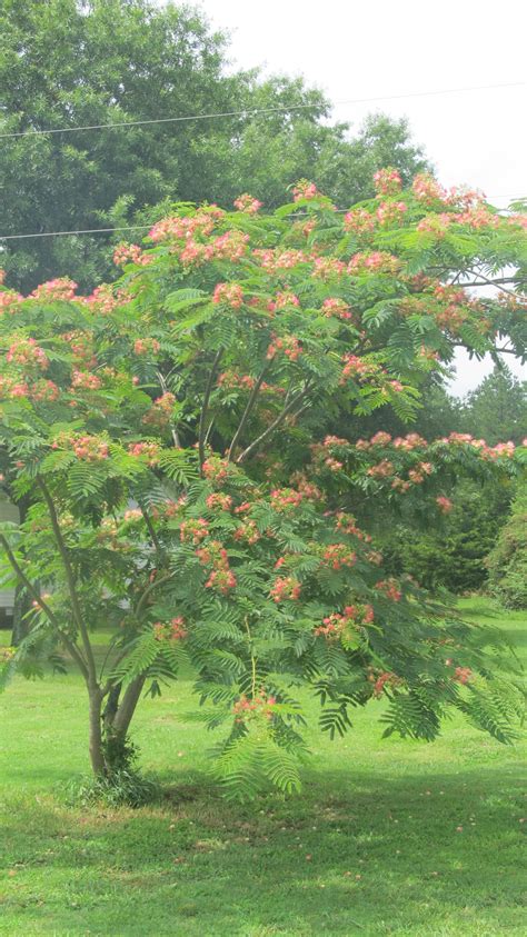 I love the mimosa tree, it's so pretty! Too bad it's an invasive ...