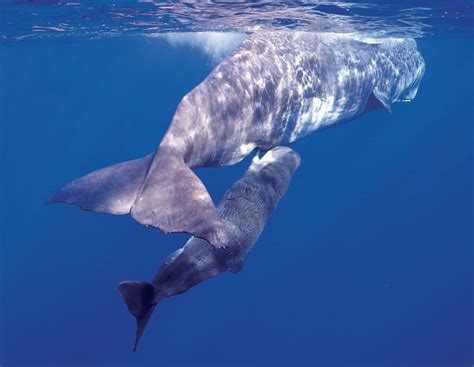 The Whale Diaries: Sperm Whale Babies - Ocean Geographic Article