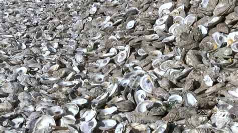 $20 million awarded to FWC to restore Apalachicola Bay oyster population