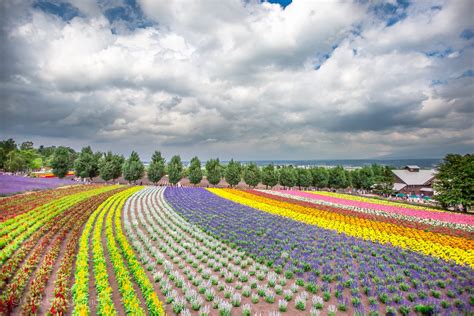 Tomita Farm - Hokkaido Guide