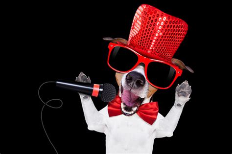 Karaoke Singing Dog Stock Photo - Download Image Now - iStock