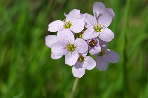 Cuckoo-Flower: "Alack, 'tis he: why, he was met even now As mad as the vex'd sea; singing aloud ...