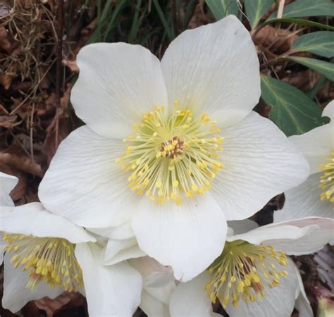 Hellebore, flowers for the cold and winter