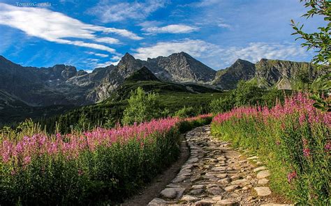 Tatry, Poland, path, Poland, Tatry, mountains, flowers, HD wallpaper | Peakpx